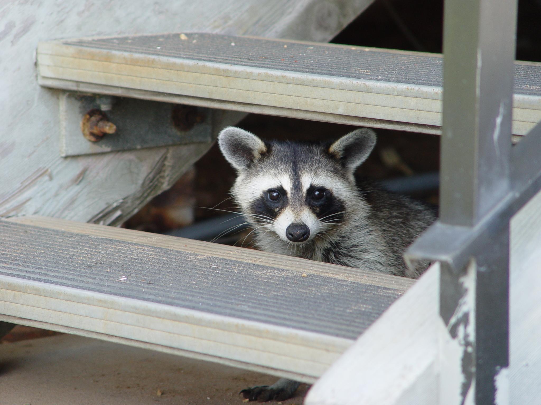 Avoid Contact with Raccoons Outdoor Alabama